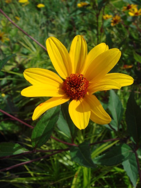 Heliopsis helianthoides 'Scabra Summer Night' fleur